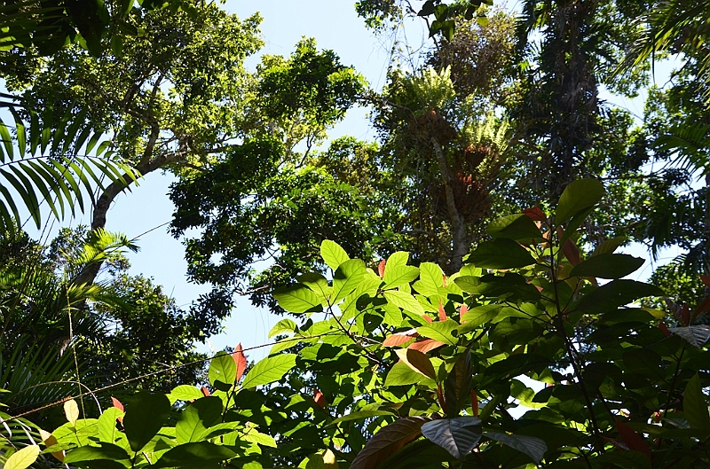 045_Australia_Queensland_Skyrail_Rainforest_Cableway.JPG