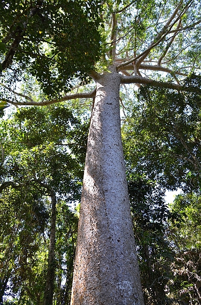 046_Australia_Queensland_Skyrail_Rainforest_Cableway.JPG