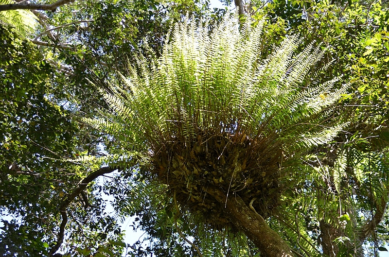 047_Australia_Queensland_Skyrail_Rainforest_Cableway.JPG