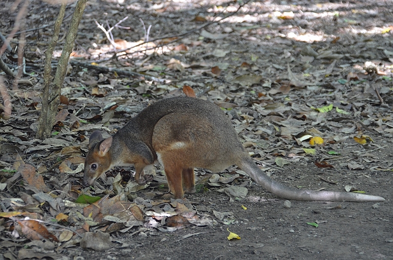 078_Australia_Queensland_Hartleys_Crocodile_Adventure.JPG
