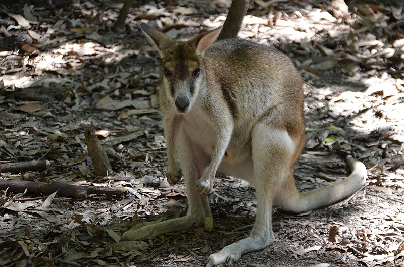 082_Australia_Queensland_Hartleys_Crocodile_Adventure.JPG
