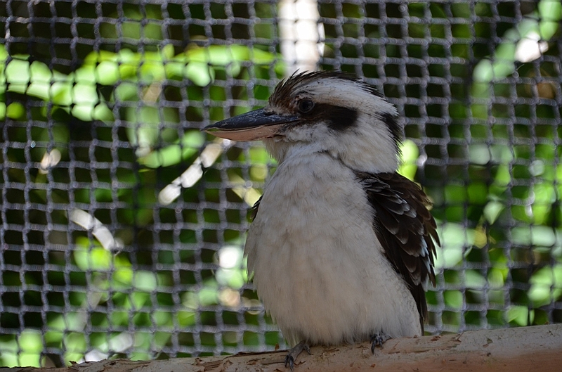 084_Australia_Queensland_Hartleys_Crocodile_Adventure.JPG
