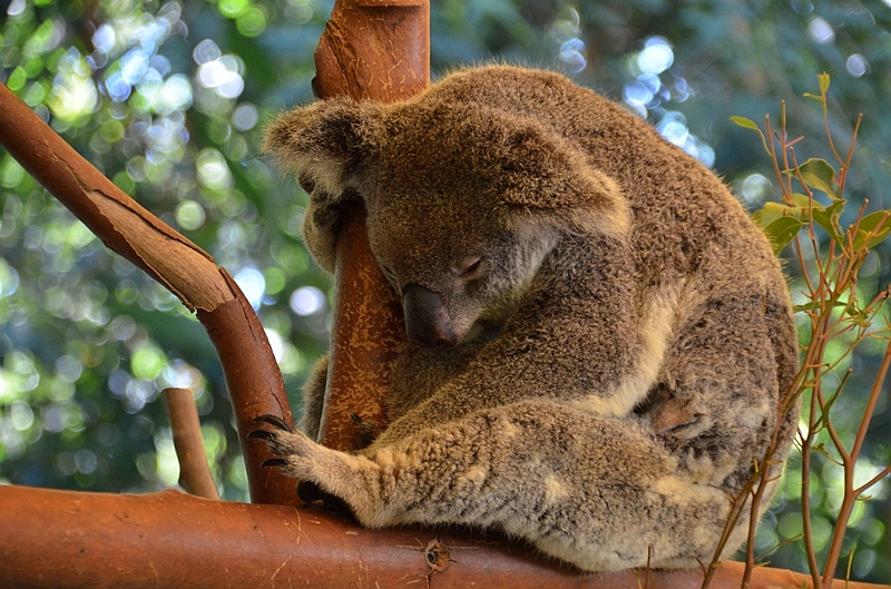 086_Australia_Queensland_Hartleys_Crocodile_Adventure.JPG