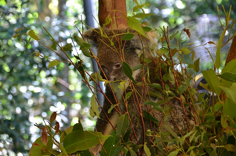 087_Australia_Queensland_Hartleys_Crocodile_Adventure.JPG