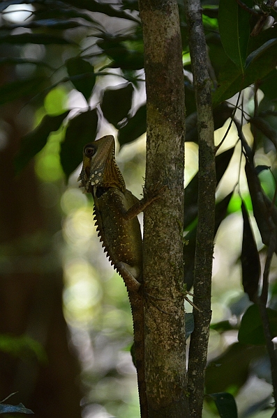 109_Australia_Queensland_Mossman_Gorge.JPG