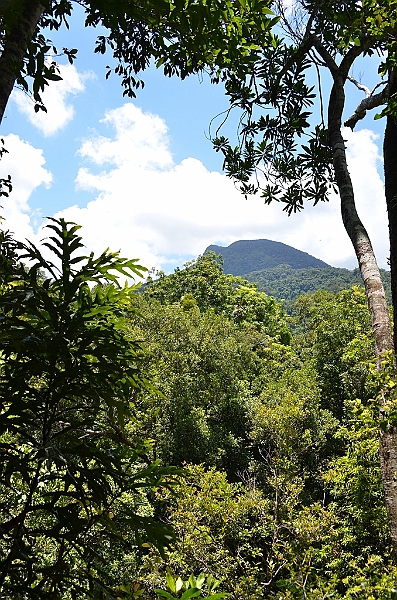 111_Australia_Queensland_Mossman_Gorge.JPG