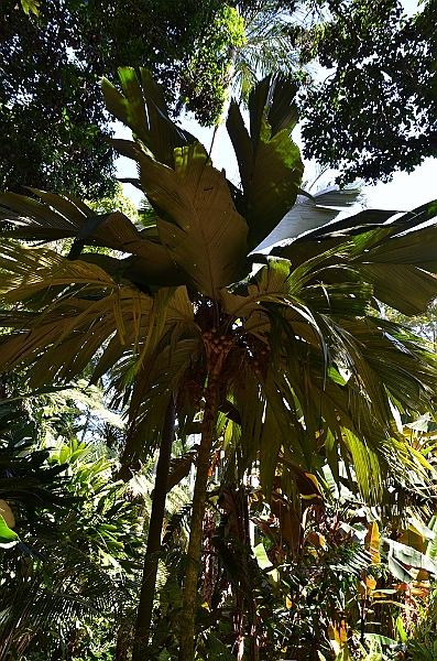 127_Australia_Cairns_Botanic_Gardens.JPG