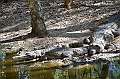 067_Australia_Queensland_Hartleys_Crocodile_Adventure