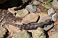 071_Australia_Queensland_Hartleys_Crocodile_Adventure