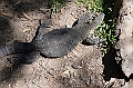 079_Australia_Queensland_Hartleys_Crocodile_Adventure