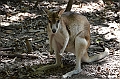082_Australia_Queensland_Hartleys_Crocodile_Adventure