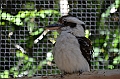 084_Australia_Queensland_Hartleys_Crocodile_Adventure