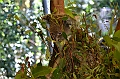 087_Australia_Queensland_Hartleys_Crocodile_Adventure