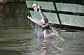 089_Australia_Queensland_Hartleys_Crocodile_Adventure