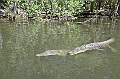 091_Australia_Queensland_Hartleys_Crocodile_Adventure
