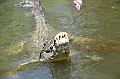 096_Australia_Queensland_Hartleys_Crocodile_Adventure
