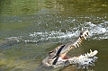 097_Australia_Queensland_Hartleys_Crocodile_Adventure