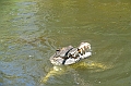 098_Australia_Queensland_Hartleys_Crocodile_Adventure