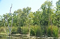 102_Australia_Queensland_Hartleys_Crocodile_Adventure