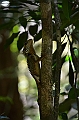 109_Australia_Queensland_Mossman_Gorge