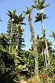 126_Australia_Cairns_Botanic_Gardens