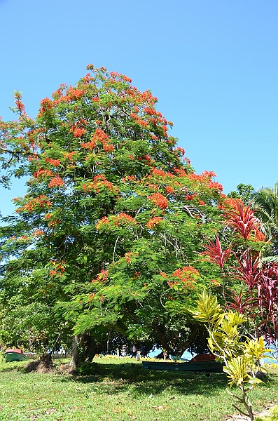 125_Solomon_Islands_Santa_Ana.JPG