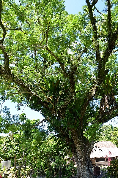 129_Solomon_Islands_Santa_Ana.JPG