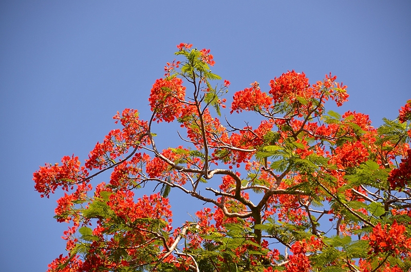 132_Solomon_Islands_Santa_Ana.JPG