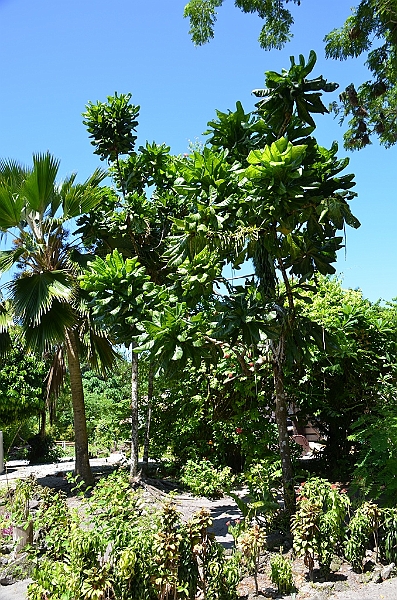 134_Solomon_Islands_Santa_Ana.JPG