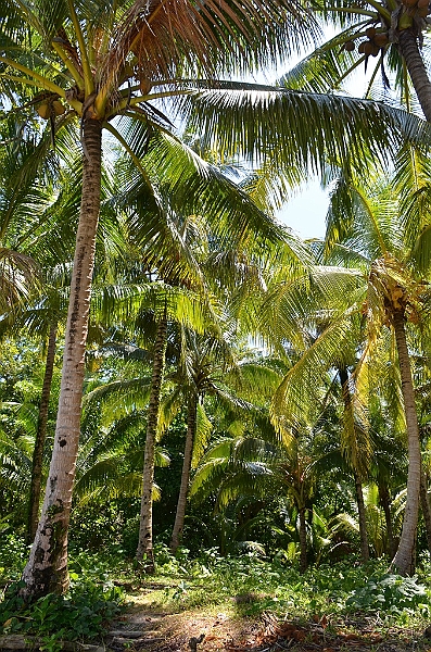 150_Solomon_Islands_Santa_Ana.JPG