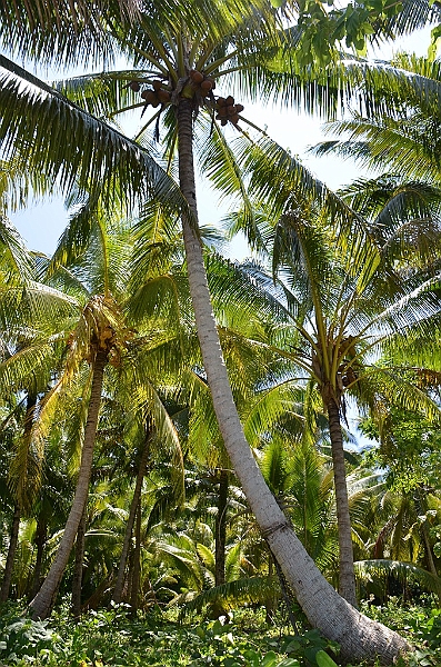 151_Solomon_Islands_Santa_Ana.JPG