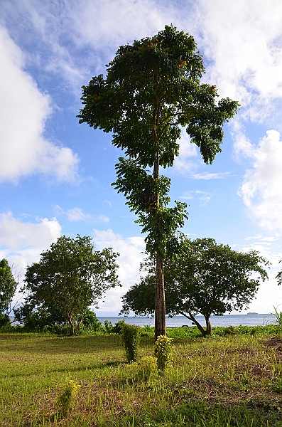 202_Solomon_Islands_Vanikoro.JPG