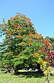 125_Solomon_Islands_Santa_Ana