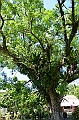 129_Solomon_Islands_Santa_Ana