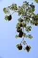 130_Solomon_Islands_Santa_Ana