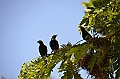 131_Solomon_Islands_Santa_Ana