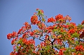 132_Solomon_Islands_Santa_Ana