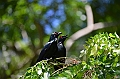 133_Solomon_Islands_Santa_Ana