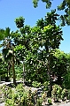 134_Solomon_Islands_Santa_Ana