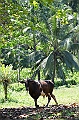 135_Solomon_Islands_Santa_Ana