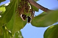 139_Solomon_Islands_Santa_Ana