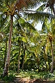 150_Solomon_Islands_Santa_Ana
