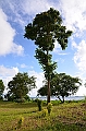 202_Solomon_Islands_Vanikoro
