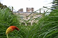 088_Australia_Sydney_Royal_Botanic_Gardens