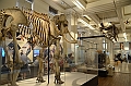 169_Australia_Sydney_Australian_Museum