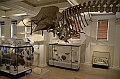 178_Australia_Sydney_Australian_Museum