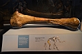 180_Australia_Sydney_Australian_Museum