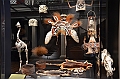 183_Australia_Sydney_Australian_Museum