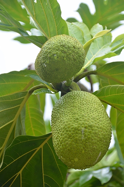 010_Vanuatu_Ureparapara.JPG