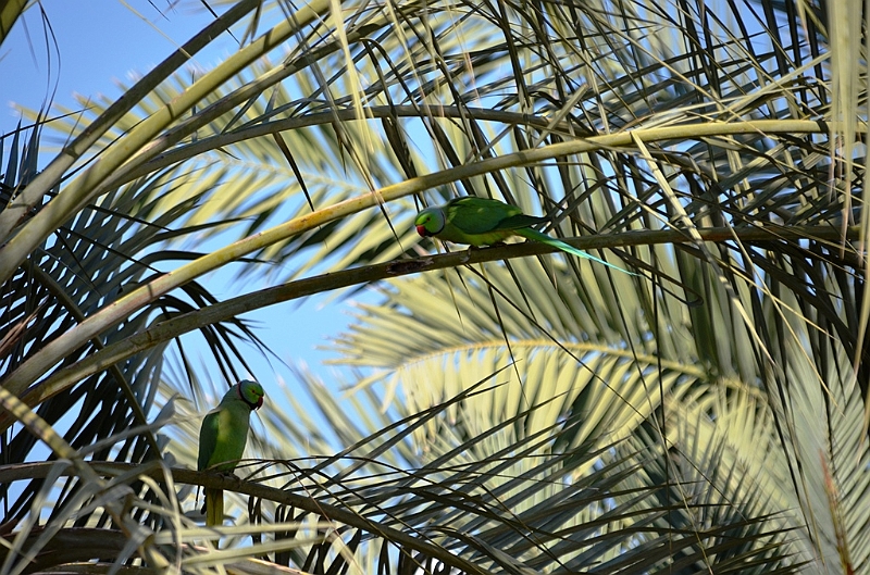 031_Oman_Grand_Hyatt_Muscat.JPG